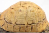tortoise shell 0033